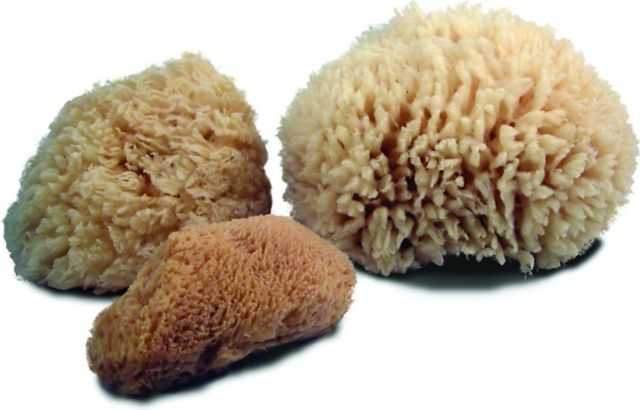 SPONGE SET 6 ASSORTED